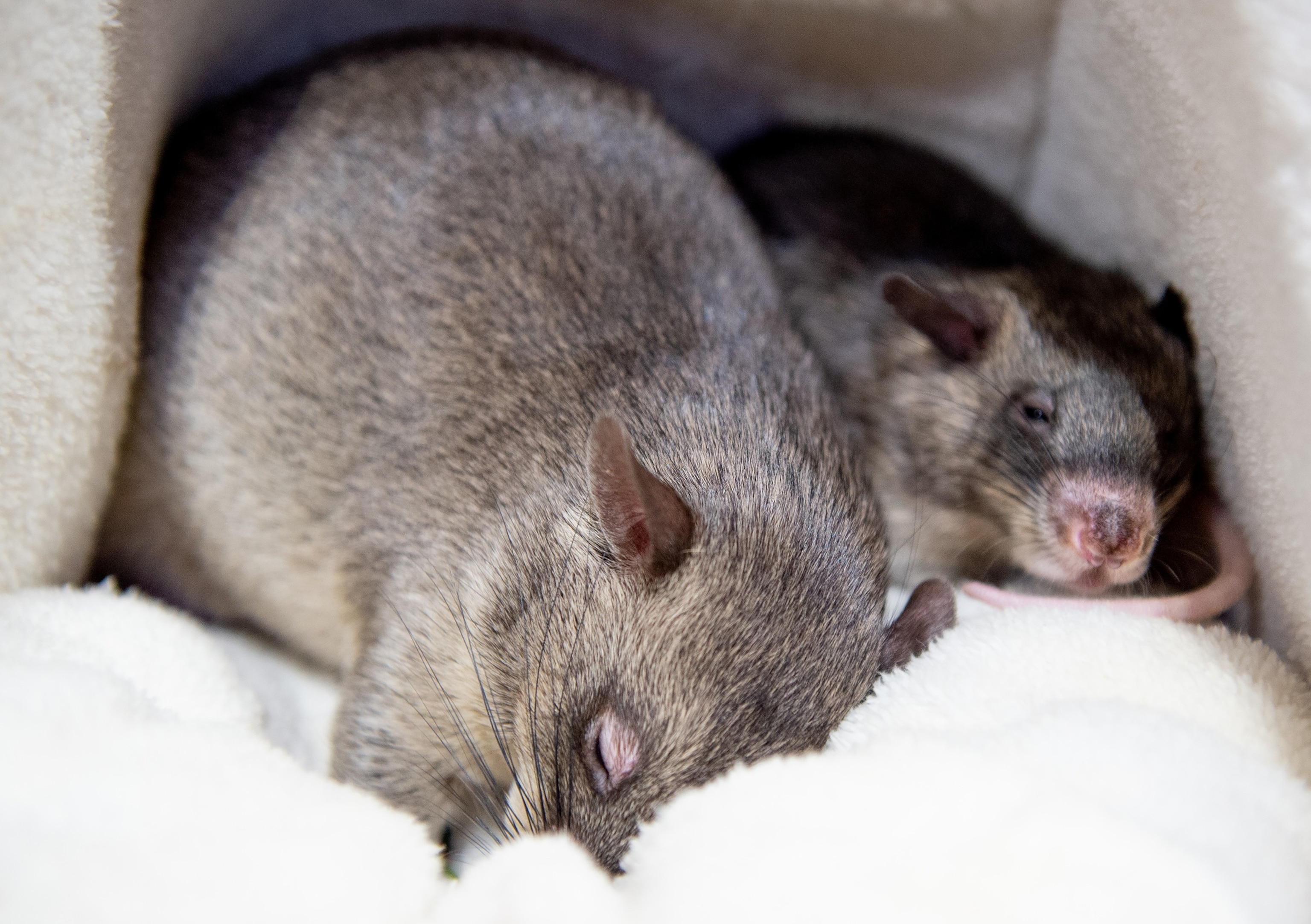 PHOTO: The National Pet Show 2019