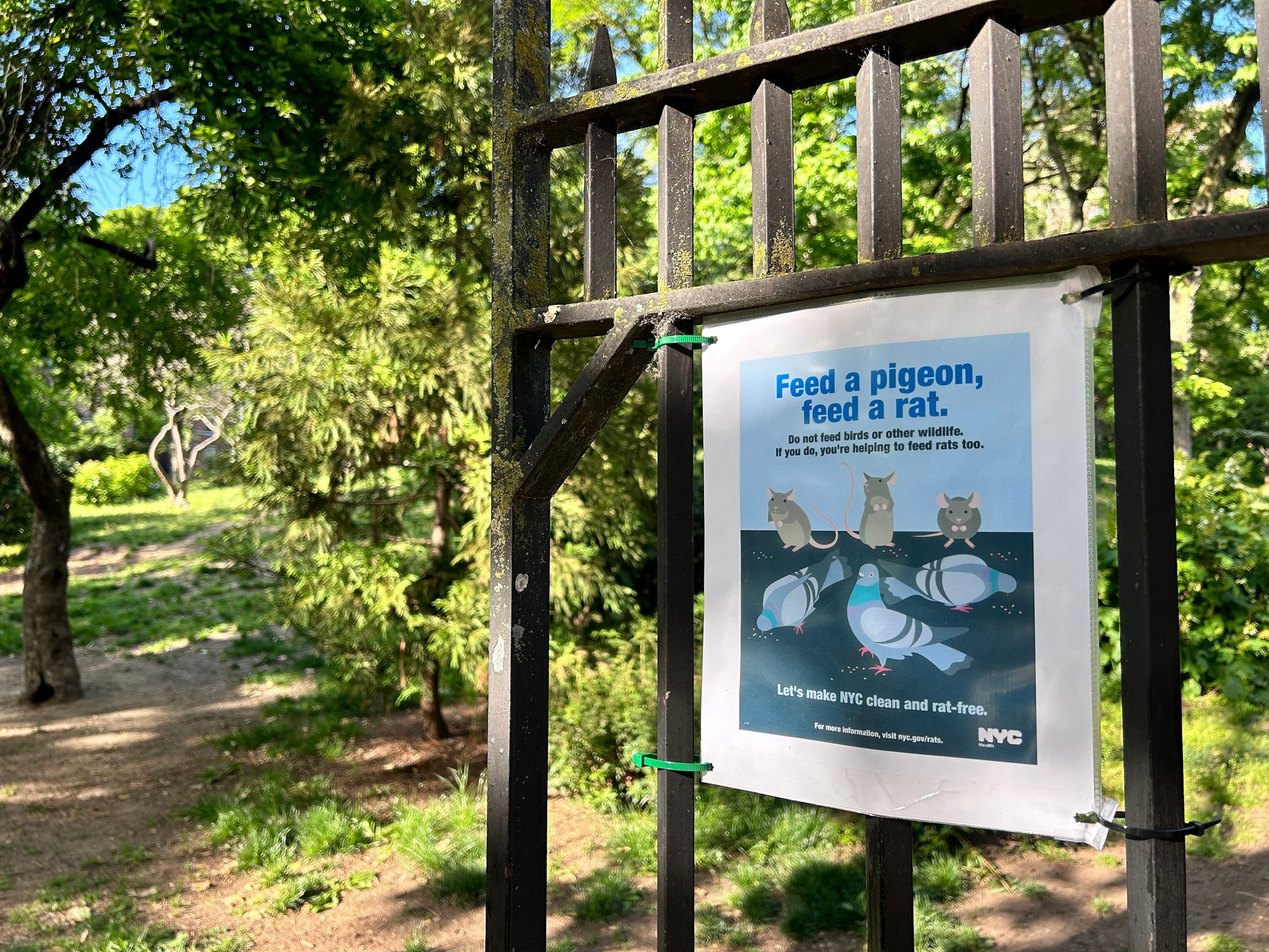 PHOTO: Feed a Pigeon, Feed a Rat sign on fence outside public park, discouraging feeding the birds and help reduce rat population, Queens, New York
